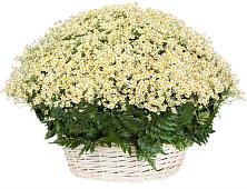Цветочная композиция из Ромашки в корзине #REPLACE_PRED# Усть-Кинельском